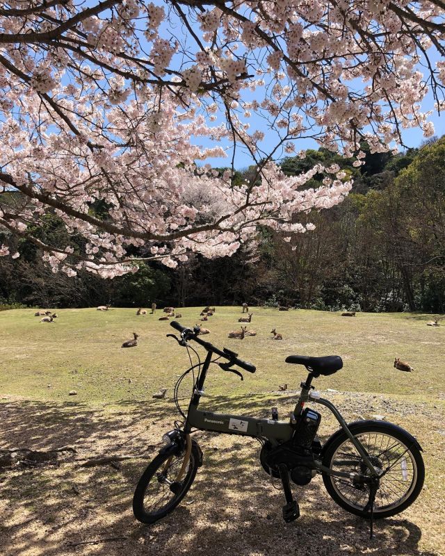 まだまだ宮島の桜は見頃です🌸自転車に乗ってちょっと遠くへ行ってみませんか？

#レンタサイクル
#宮島アクティビティ 
#bicyclerental 
#ebike 
#桜 #お花見