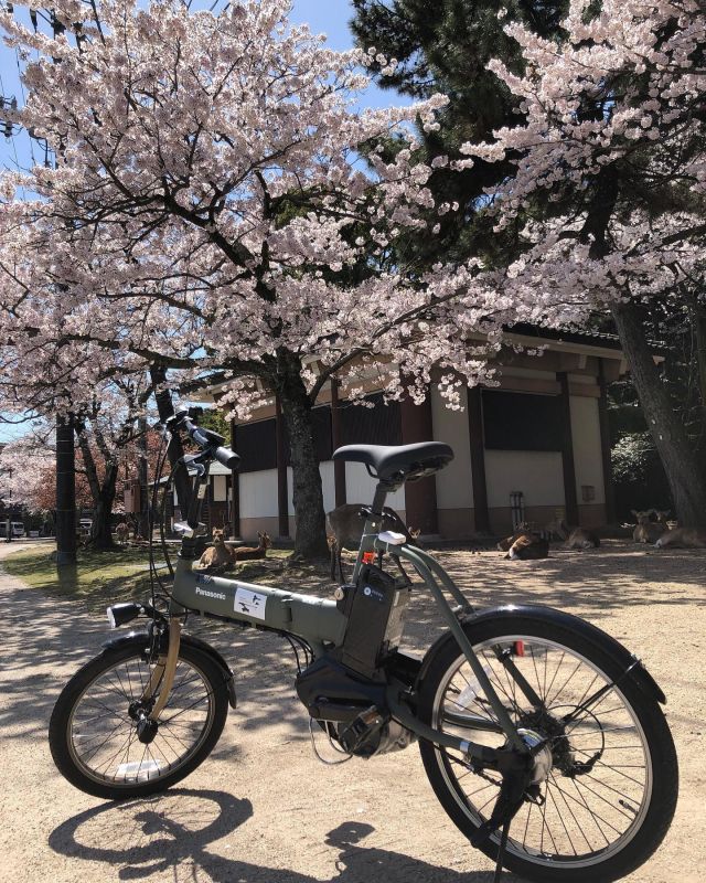 宮島ではまだまだお花見が楽しめますよ🌸

#レンタサイクル
#宮島アクティビティ 
#bicyclerental 
#ebike 
#桜 #お花見